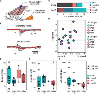 Flexor and Extensor Ankle Afferents Broadly Innervate Locomotor Spinal Shox2 Neurons and Induce Similar Effects in Neonatal Mice